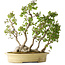 Carpinus coreana, 51 cm, ± 30 years old