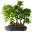 Carpinus coreana, 55 cm, ± 30 años