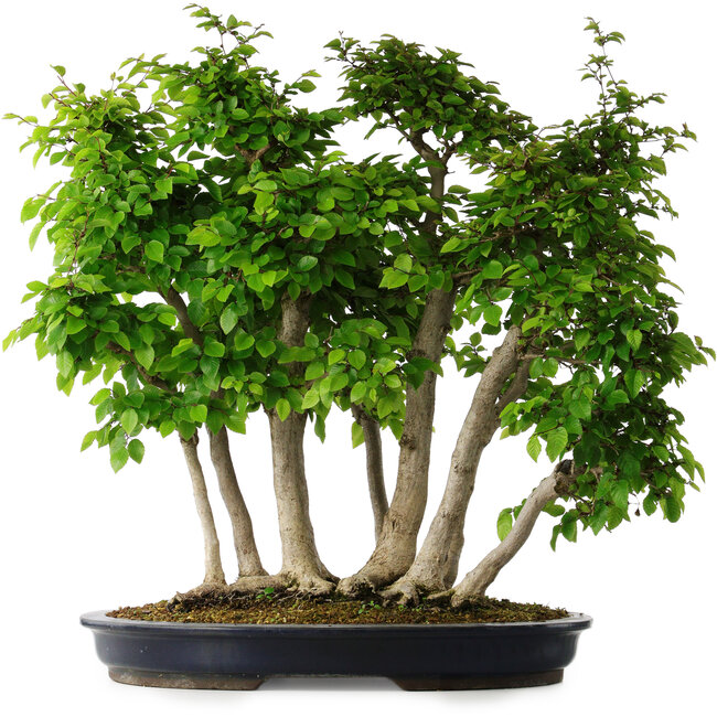 Carpinus coreana, 60 cm, ± 30 years old