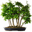 Carpinus coreana, 60 cm, ± 30 Jahre alt