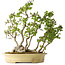Carpinus coreana, 51 cm, ± 30 anni