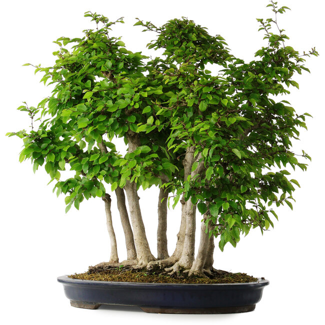 Carpinus coreana, 60 cm, ± 30 anni