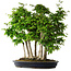 Carpinus coreana, 60 cm, ± 30 años
