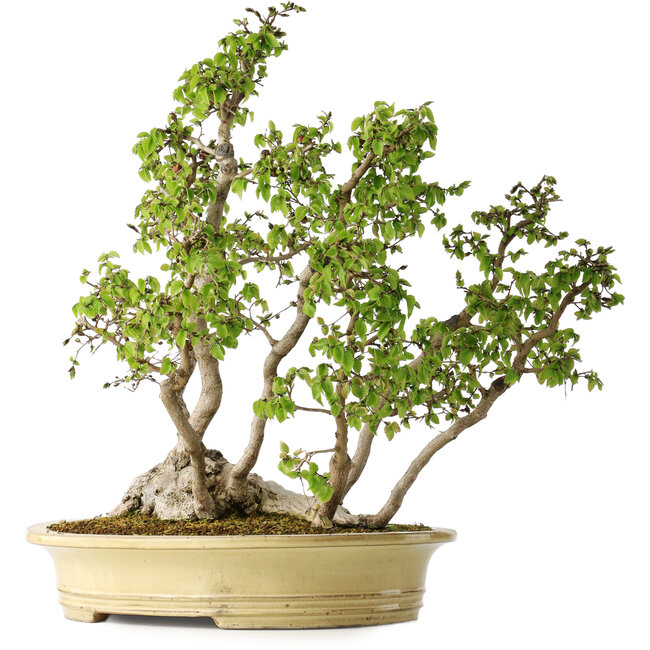Carpinus coreana, 51 cm, ± 30 years old