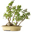 Carpinus coreana, 51 cm, ± 30 Jahre alt