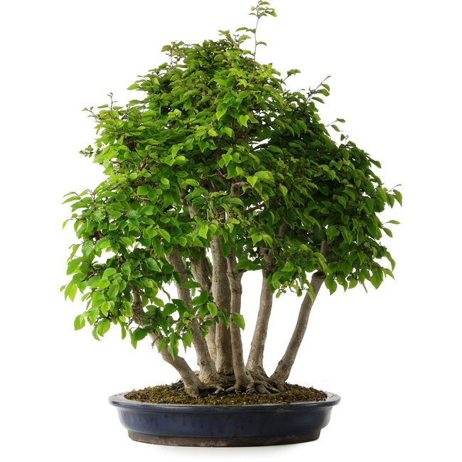 Carpinus coreana, 60 cm, ± 30 ans