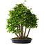 Carpinus coreana, 60 cm, ± 30 years old