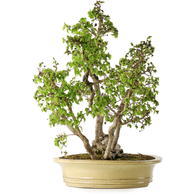 Carpinus coreana, 51 cm, ± 30 ans