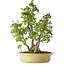 Carpinus coreana, 51 cm, ± 30 years old