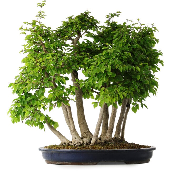 Carpinus coreana, 60 cm, ± 30 anni