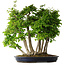 Carpinus coreana, 60 cm, ± 30 Jahre alt