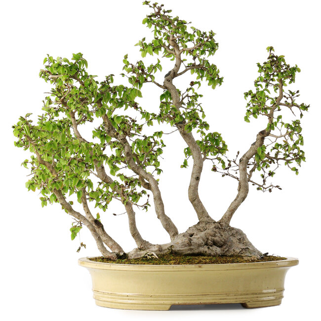 Carpinus coreana, 51 cm, ± 30 ans