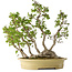 Carpinus coreana, 51 cm, ± 30 years old