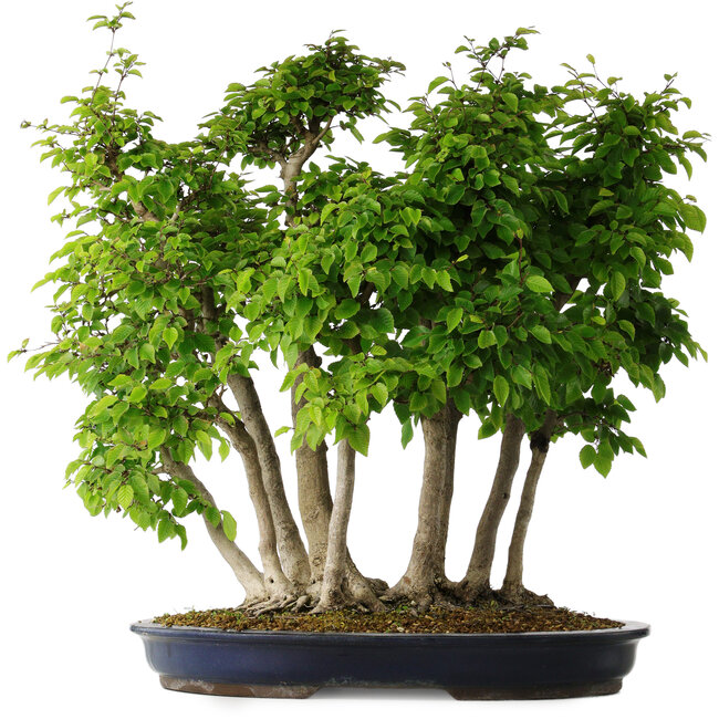 Carpinus coreana, 60 cm, ± 30 años