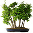 Carpinus coreana, 60 cm, ± 30 years old