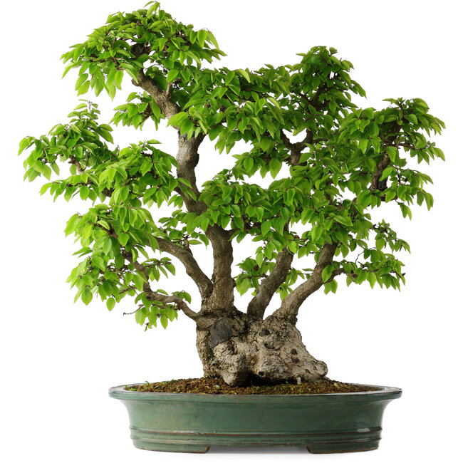 Carpinus coreana, 58 cm, ± 30 years old
