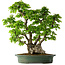 Carpinus coreana, 58 cm, ± 30 Jahre alt