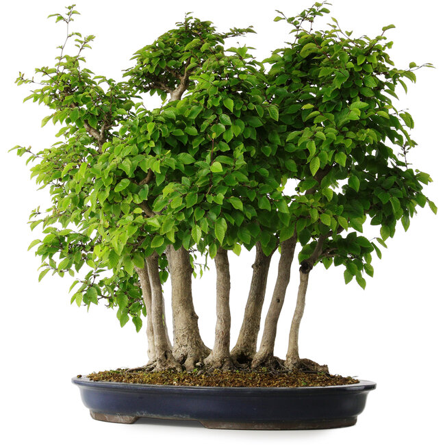Carpinus coreana, 60 cm, ± 30 Jahre alt