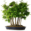Carpinus coreana, 60 cm, ± 30 years old