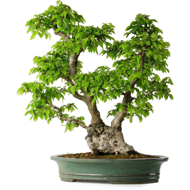 Carpinus coreana, 58 cm, ± 30 anni