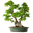 Carpinus coreana, 58 cm, ± 30 Jahre alt