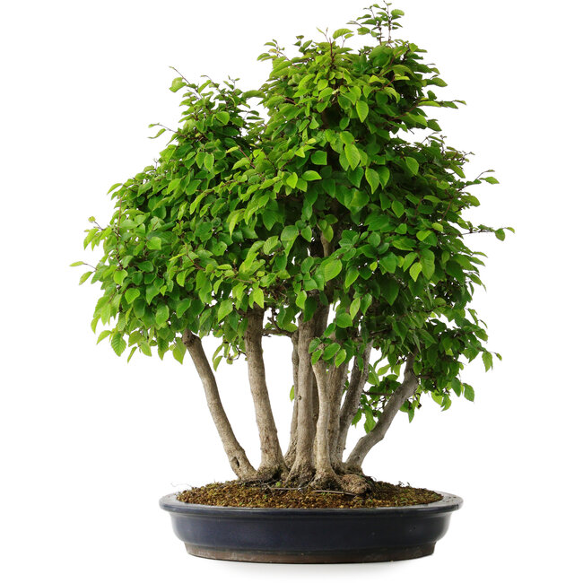 Carpinus coreana, 60 cm, ± 30 jaar oud