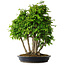 Carpinus coreana, 60 cm, ± 30 years old