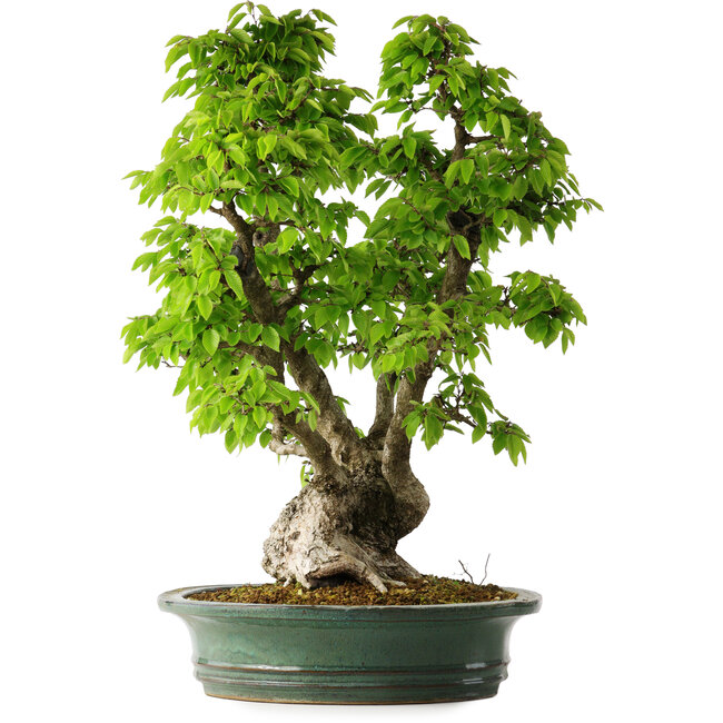Carpinus coreana, 58 cm, ± 30 jaar oud