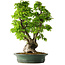Carpinus coreana, 58 cm, ± 30 años
