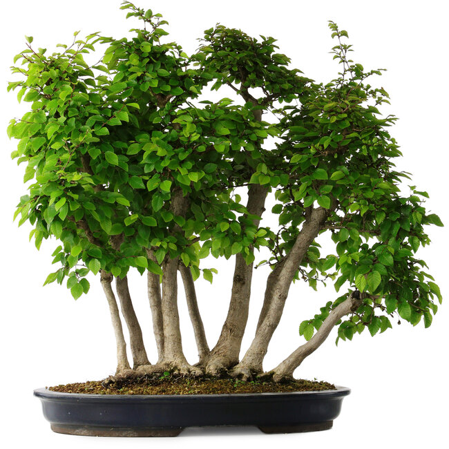 Carpinus coreana, 60 cm, ± 30 años