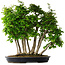Carpinus coreana, 60 cm, ± 30 years old