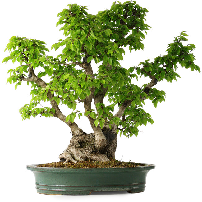 Carpinus coreana, 58 cm, ± 30 años