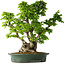 Carpinus coreana, 58 cm, ± 30 Jahre alt