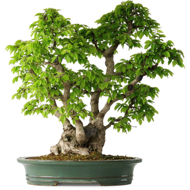 Carpinus coreana, 58 cm, ± 30 Jahre alt