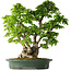 Carpinus coreana, 58 cm, ± 30 Jahre alt