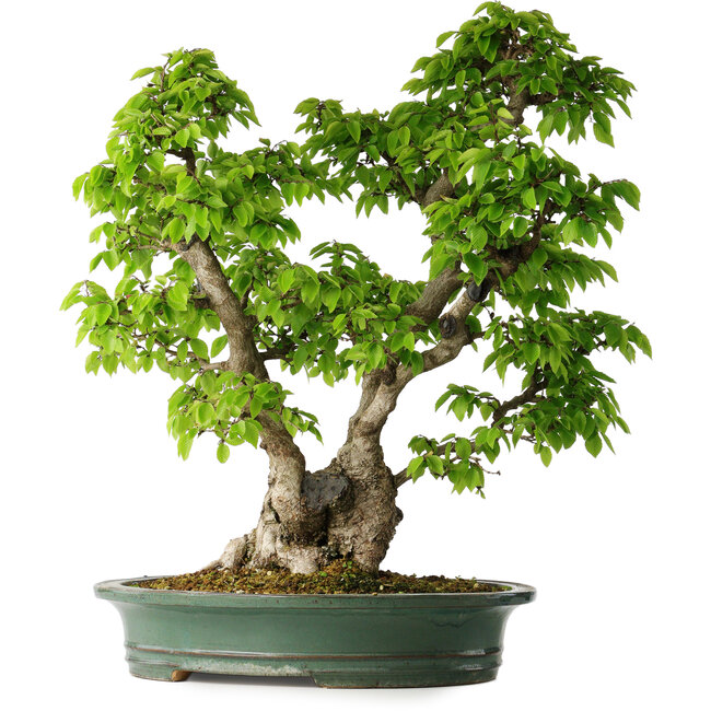 Carpinus coreana, 58 cm, ± 30 ans