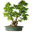 Carpinus coreana, 58 cm, ± 30 Jahre alt