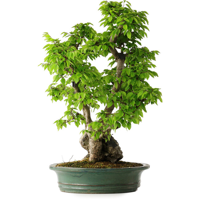 Carpinus coreana, 58 cm, ± 30 ans