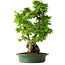 Carpinus coreana, 58 cm, ± 30 Jahre alt