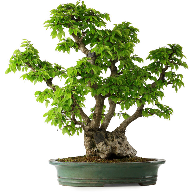 Carpinus coreana, 58 cm, ± 30 anni