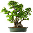 Carpinus coreana, 58 cm, ± 30 Jahre alt