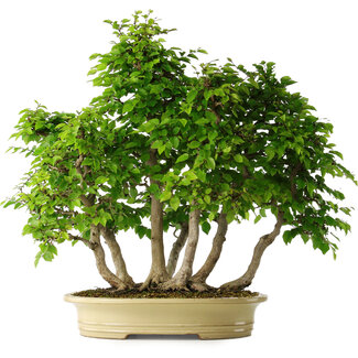 Carpinus coreana, 61 cm, ± 30 jaar oud