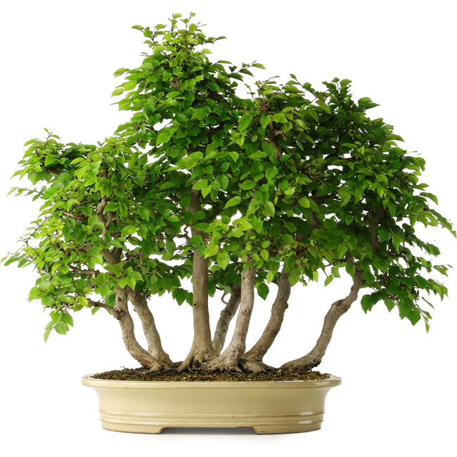 Carpinus coreana, 61 cm, ± 30 Jahre alt