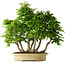 Carpinus coreana, 61 cm, ± 30 Jahre alt