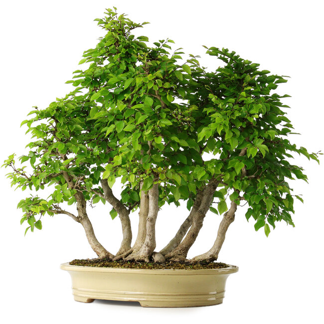 Carpinus coreana, 61 cm, ± 30 Jahre alt