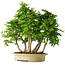 Carpinus coreana, 61 cm, ± 30 anni