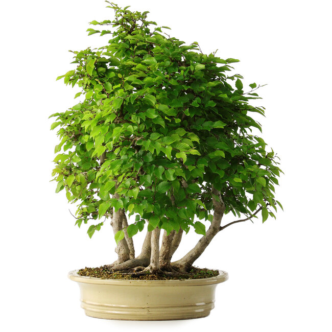Carpinus coreana, 61 cm, ± 30 Jahre alt