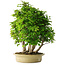 Carpinus coreana, 61 cm, ± 30 years old