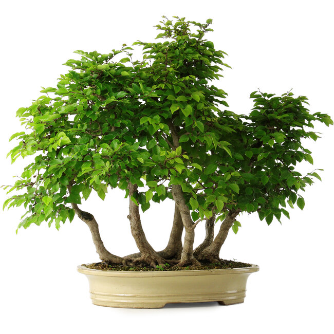 Carpinus coreana, 61 cm, ± 30 Jahre alt