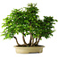 Carpinus coreana, 61 cm, ± 30 years old